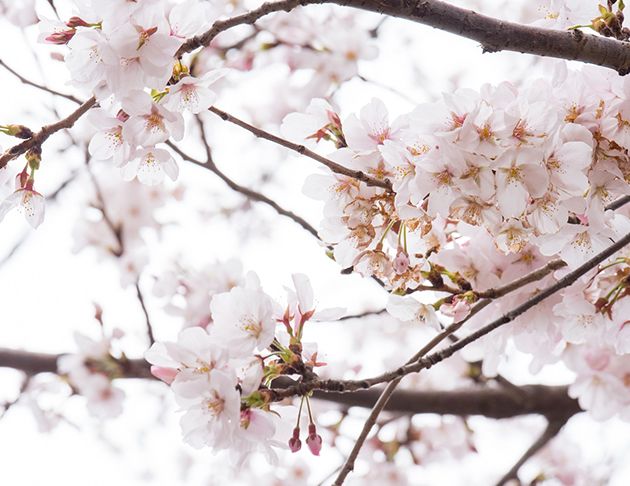 リアンレーヴ柏