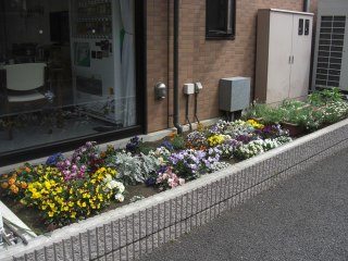 フローラ菜の花