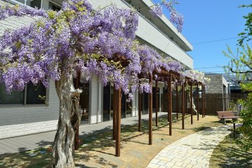 ウィステリアガーデン結