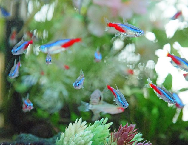 ライフコミューン日野