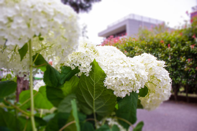 ライフコミューン深大寺