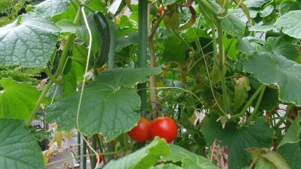 ケアビレッジこころ伏見・淀