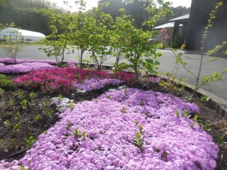 ファインスカイ