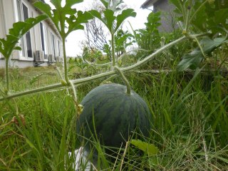 ファインスカイ