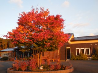 ファインスカイ