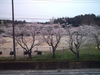 花きりんハウス東出雲