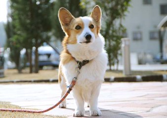 エルム撫川かりん棟